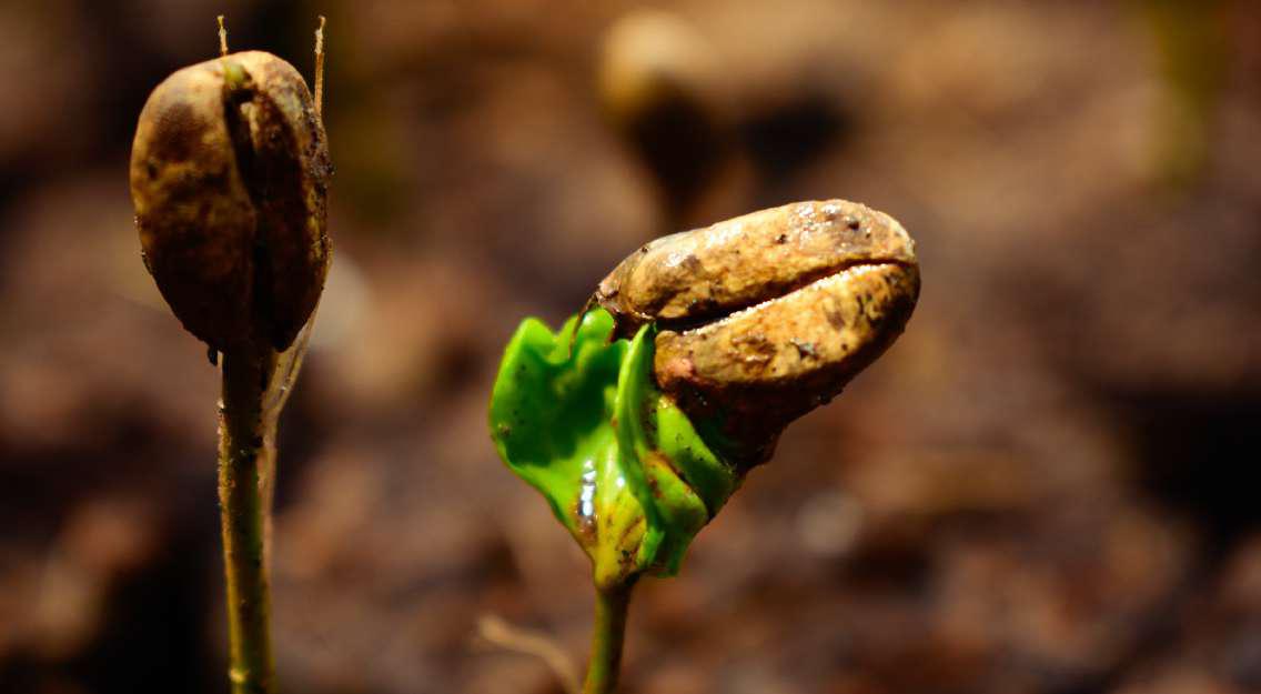 Women Coffee Farmers